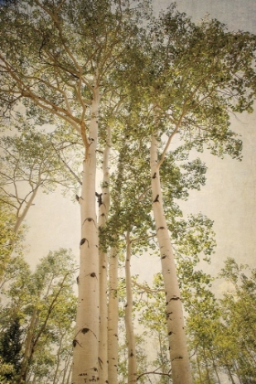 Picture of TOWERING ASPENS 1