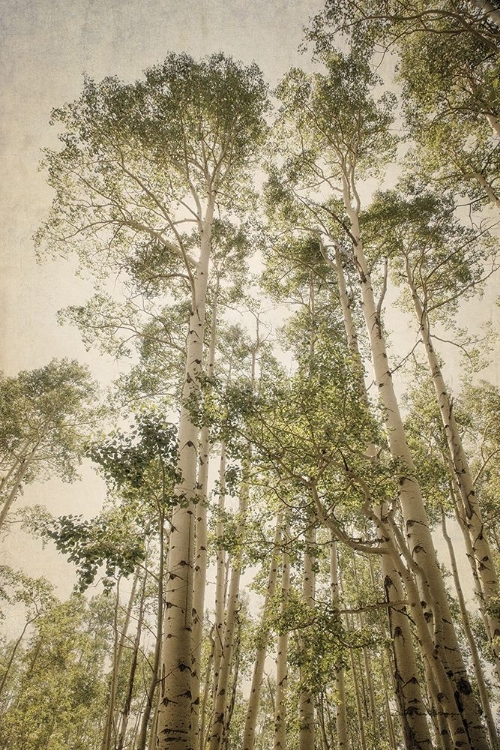 Picture of TOWERING ASPENS 2