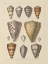 Picture of SHELL ASSORMENT II V2