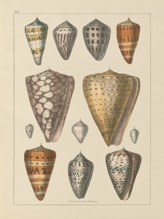 Picture of SHELL ASSORMENT II V2