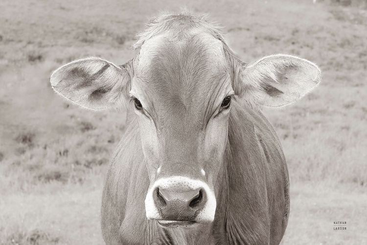 Picture of DAIRY BARN NEUTRAL