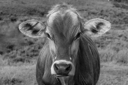 Picture of DAIRY BARN BW