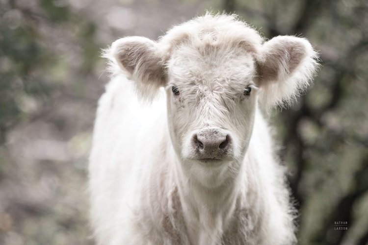 Picture of WHITE CALF