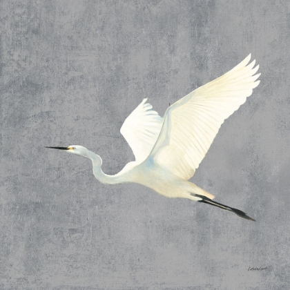 Picture of EGRET ALIGHTING II FLIPPED GRAY NO GRASS