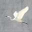 Picture of EGRET ALIGHTING II FLIPPED GRAY NO GRASS