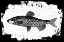 Picture of FISH II