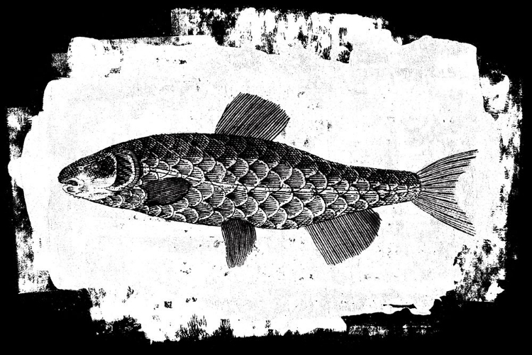 Picture of FISH II