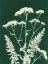 Picture of ALPINE FLOWER I GREEN