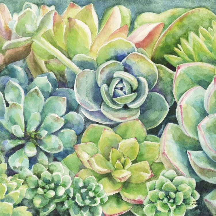 Picture of SUCCULENTS