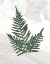 Picture of AGATE FERNS XI