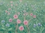 Picture of FRENCH GARDEN
