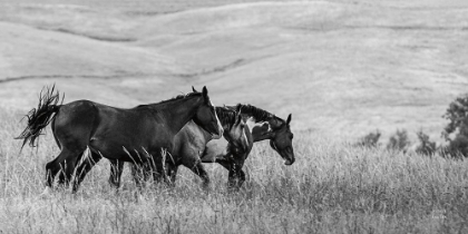 Picture of HORSE MOVES BW