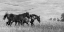 Picture of HORSE MOVES BW
