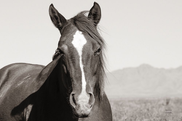 Picture of WIND BLOWN BW