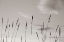 Picture of GRASSLANDS