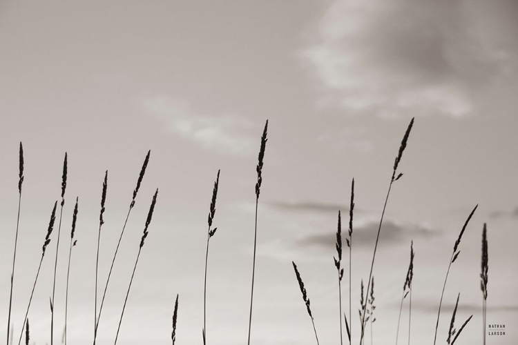 Picture of GRASSLANDS