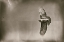 Picture of CATCH AND FLY