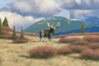 Picture of NORTHERN MOOSE