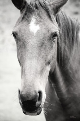 Picture of MOKE LAKE HORSES I