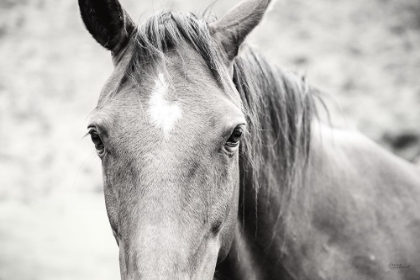 Picture of MOKE LAKE HORSES II