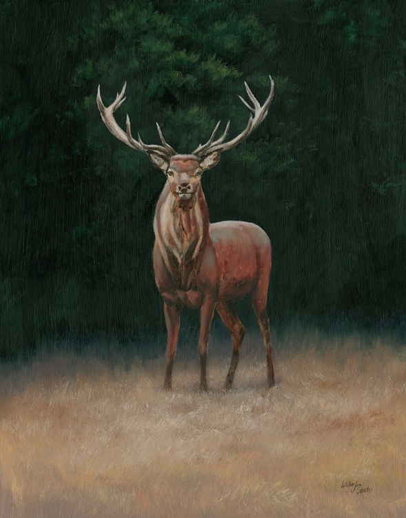 Picture of STAG