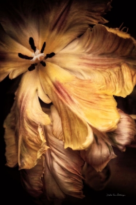 Picture of TULIP DETAIL I