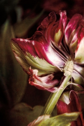 Picture of TULIP DETAIL II