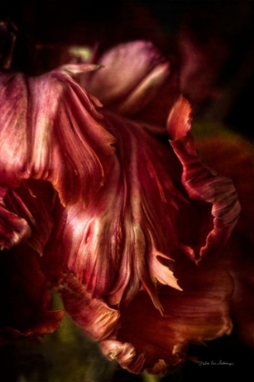 Picture of TULIP DETAIL III
