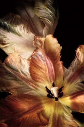 Picture of TULIP DETAIL IV