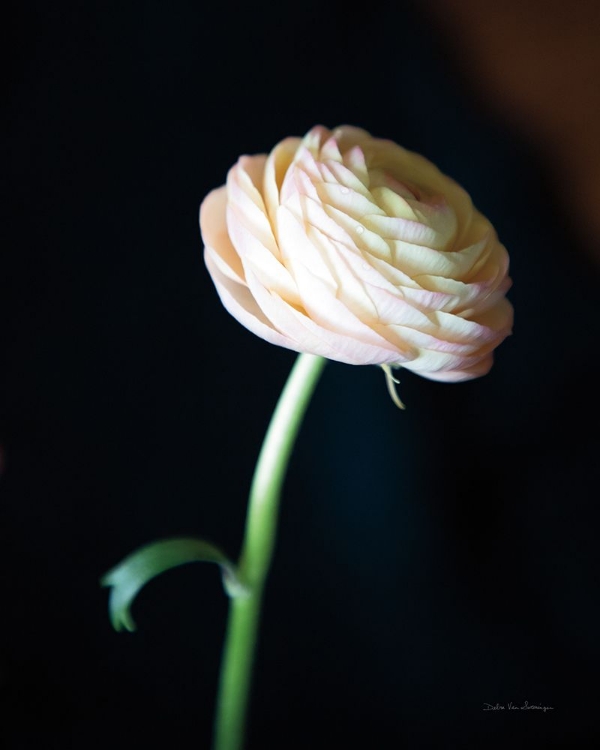 Picture of SINGLE RANUNCULUS I