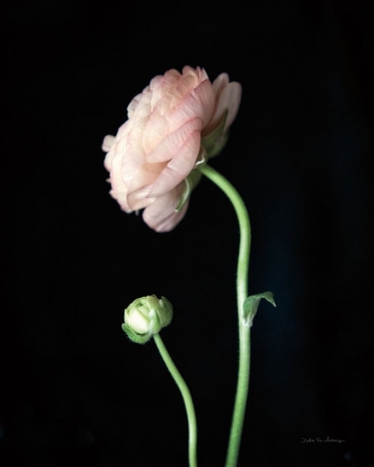 Picture of SINGLE RANUNCULUS II