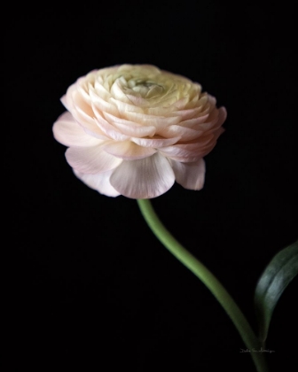 Picture of SINGLE RANUNCULUS III