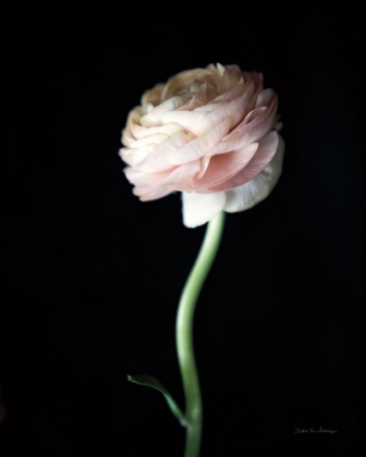 Picture of SINGLE RANUNCULUS IV