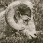 Picture of BIG HORN