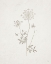 Picture of GIFTS FROM THE MEADOW III