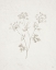 Picture of GIFTS FROM THE MEADOW IV