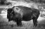 Picture of SOLITARY BW