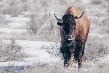 Picture of BISON BEAUTY