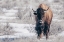 Picture of BISON BEAUTY