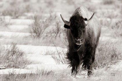 Picture of BISON BEAUTY BW