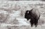 Picture of LOOKOUT BW