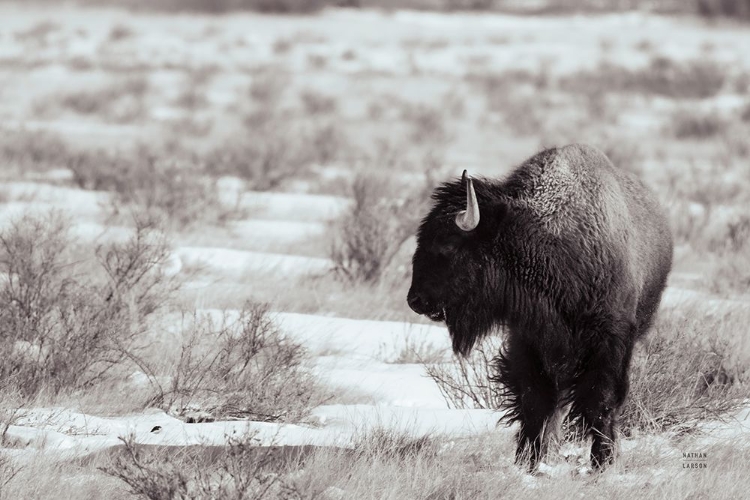 Picture of LOOKOUT BW