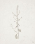 Picture of GIFTS FROM THE MEADOW VI