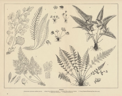 Picture of FERN CHART