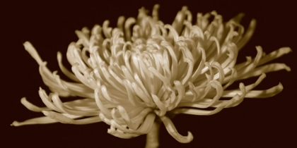 Picture of MAMMOTH MUMS II