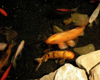 Picture of GOLDFISH POND I