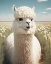 Picture of CUTE LLAMA