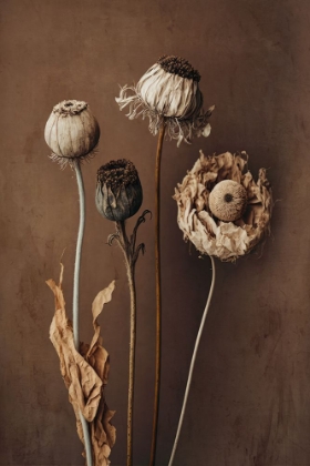 Picture of THREE DRY FLOWERS