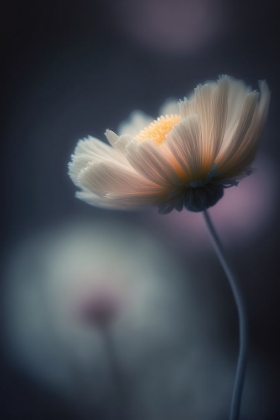 Picture of DREAMY FLOWER
