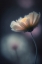Picture of DREAMY FLOWER
